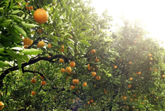 Orchard
